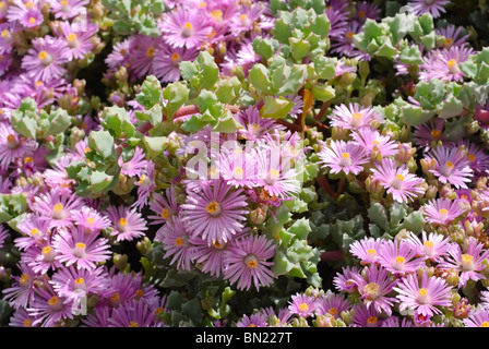 Lampranthus piquetbergensis, est une fabrique de succulentes de la famille des Aizoaceae. Fleurs colorées de manière spectaculaire la plante de couverture. Banque D'Images