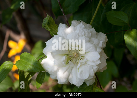 Clematis duchesse d'Édimbourg Banque D'Images