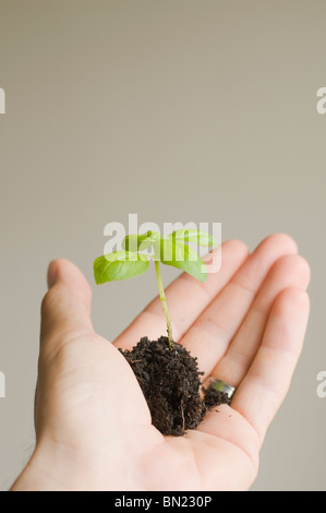 Person's hand holding a planté des semis de basilic dans la terre c'est prêts à être transplantés Banque D'Images