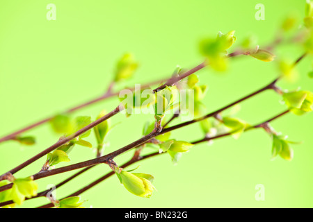 Les branches avec des jeunes feuilles de printemps sur fond vert en herbe Banque D'Images