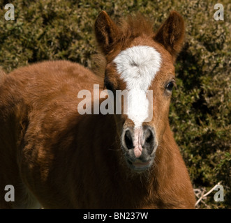 Poney Dartmoor poulain renifle l'air pour le parfum. Banque D'Images