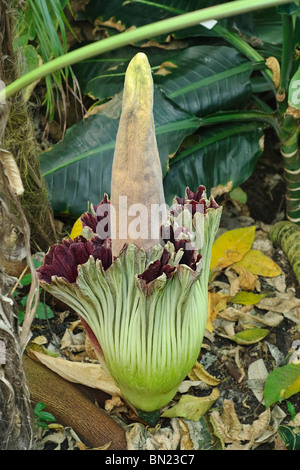 L'Amorphophallus titanum ou Fleur Cadavre en fleurs à la bibliothèque Huntington et le jardin botanique. Banque D'Images