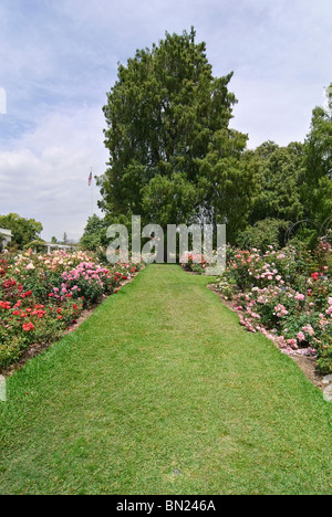 Beau jardin de roses à la bibliothèque Huntington et les jardins botaniques. Banque D'Images