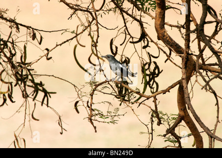 Une femelle pie chanteuse Oriental dans le parc national de Ranthambore, Sawai Madhopur, Rajasthan, Inde, Asie Banque D'Images