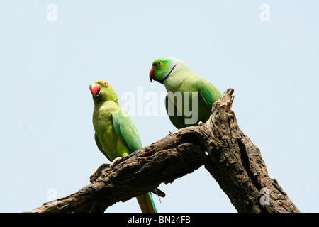 Rose-ringed Parakeet à collier Indien ou qui semblent être de parler les uns aux autres Banque D'Images