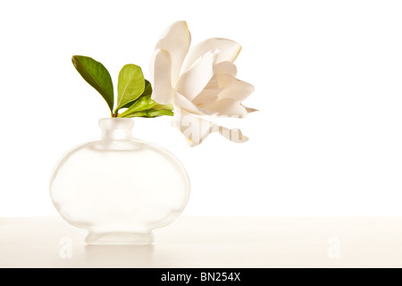 Le Gardenia blanc fleurs sur table de marbre Banque D'Images