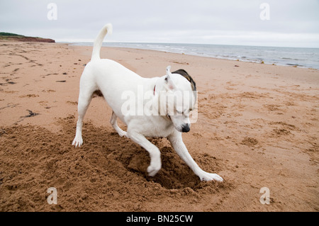 Chien de creuser sur une plage de sable rouge à Saint-Laurent, l'Île du Prince Édouard, Canada. Banque D'Images