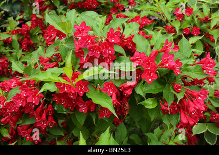 Fleur rouge arbuste Weigela Banque D'Images