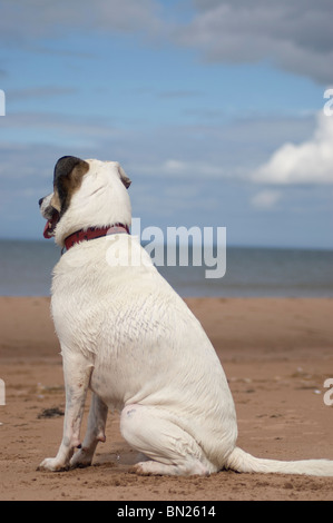 Un oeil vigilant chien sur une plage de sable rouge dans le Saint-Laurent, l'Île du Prince Édouard, Canada. Banque D'Images