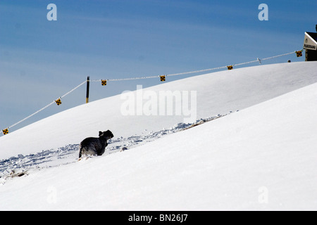 Chien domestique fonctionnant dans la neige sur la pente de montagne Niederhorn beatenberg Banque D'Images