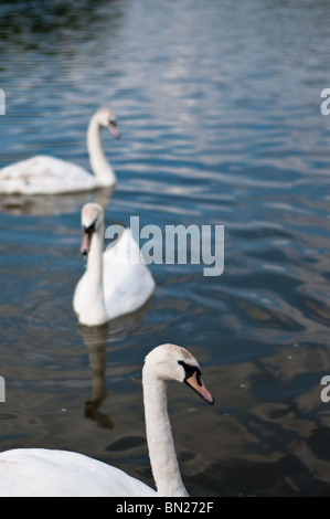 Scène de Ruislip Lido, à l'ouest de Londres, Royaume-Uni Banque D'Images