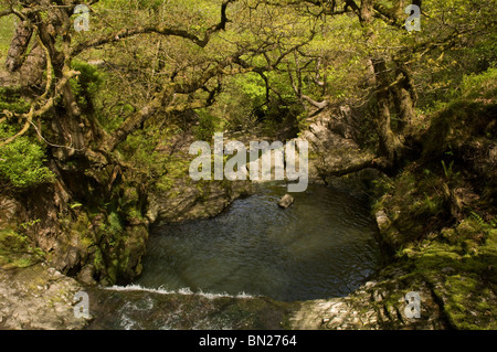 Cascade, Sychryd Vallée, Ystradfellte, parc national de Brecon Beacons, Powys, Pays de Galles, Royaume-Uni, Europe Banque D'Images