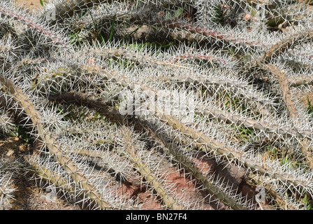 Alluaudia procera, est un arbre originaire de succulentes à feuilles caduques la disparition thorn forêts de Madagascar et peut atteindre 50 pieds de haut. Banque D'Images