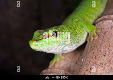 Jour Madagascar gecko Banque D'Images