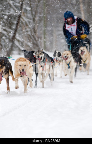 Les courses de chiens de traîneau- un musher et ses chiens de traineaux dans le Championnat du Monde 2009 Rondy fourrure course de Sprint le long Banque D'Images