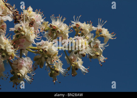 Fleur de marronnier (Aesculus hippocastanum) Banque D'Images