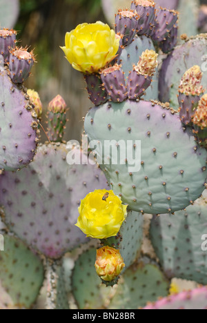 Gosseliniana Opuntia, communément connue sous le nom de figuier de Barbarie, Violet est une espèce de cactus qui est originaire d'Arizona et le Mexique. Banque D'Images