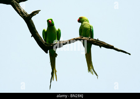 Rose-ringed Parakeet à collier Indien ou qui semblent être de parler les uns aux autres Banque D'Images