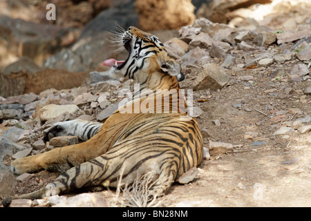 Bâillements Tigre de large et montre ses canines à Ranthambhore National Park, Inde Banque D'Images