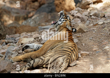 Bâillements Tigre de large et montre ses canines à Ranthambhore National Park, Inde Banque D'Images