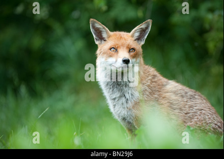 Red Fox à la British Wildlife Centre Banque D'Images