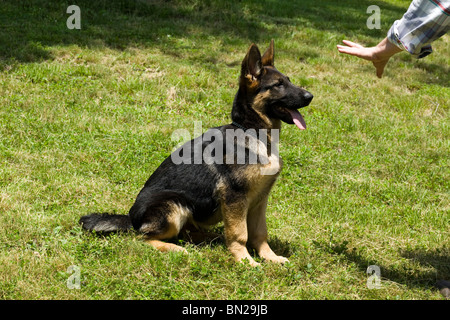 Un chiot Berger Allemand est en cours de formation pour rester. Banque D'Images