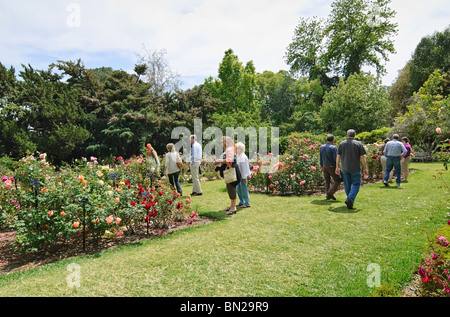 Beau jardin de roses à la bibliothèque Huntington et les jardins botaniques. Banque D'Images