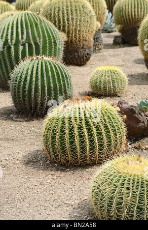 Bateau à quille ou Golden Barrel cactus est une espèce bien connue originaire du centre du Mexique. Banque D'Images