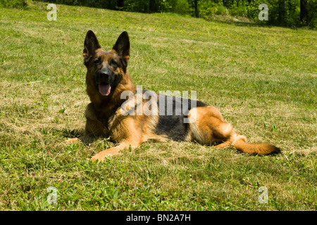 Un berger allemand se détend sur la pelouse Banque D'Images