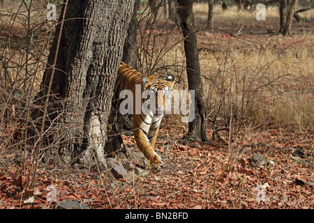 Tiger qui sort de derrière un arbre dans le Parc National de Ranthambhore, Inde Banque D'Images