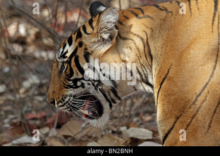 Portrait du tigre. Photo prise dans le Parc National de Ranthambhore, Inde Banque D'Images