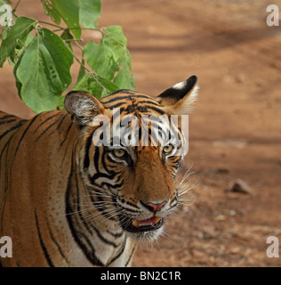 Portrait du tigre. Photo prise dans le Parc National de Ranthambhore, Inde Banque D'Images