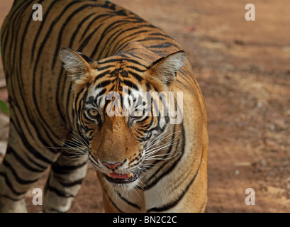 Portrait du tigre. Photo prise dans le Parc National de Ranthambhore, Inde Banque D'Images