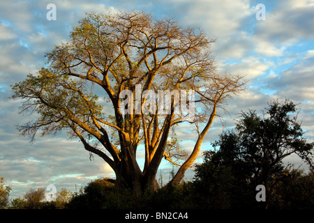 Un Baobab (Adansonia digitata) à la fin d'après-midi près de Victoria Falls au Zimbabwe Banque D'Images
