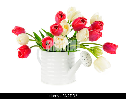 Bouquet de tulipes rouge et blanc isolé sur fond blanc Banque D'Images