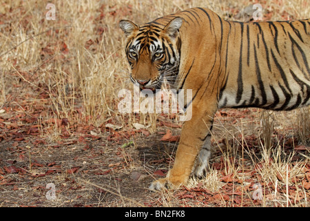 Portrait du tigre. Photo prise dans le Parc National de Ranthambhore, Inde Banque D'Images