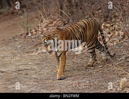 Tiger walking dans l'ouvert dans le Parc National de Ranthambhore, Inde Banque D'Images