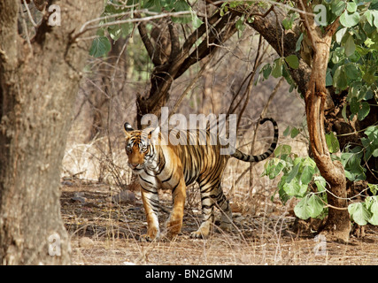 Tiger walking à travers les denses habitat dans le Parc National de Ranthambhore, Inde Banque D'Images