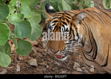 Portrait du tigre. Photo prise dans le Parc National de Ranthambhore, Inde Banque D'Images