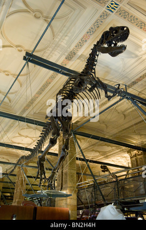 Squelette de dinosaure en exposition à l'histoire naturelle de Londres, UK Banque D'Images