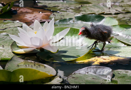 Poussin poule d'eau (Gallinula chloropus) sur les feuilles de nénuphar, UK Banque D'Images