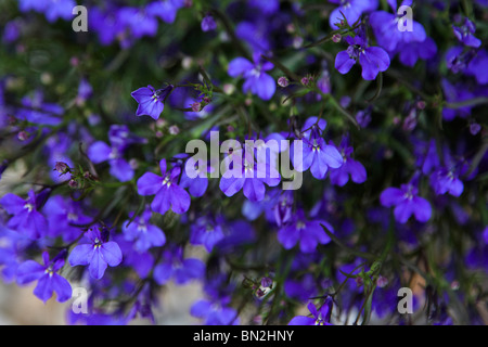 fleurs de Lobelia Banque D'Images