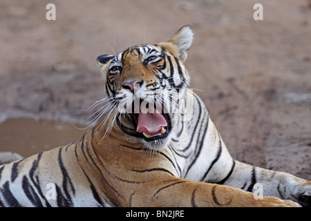 Bâillements Tigre de large et montre ses canines à Ranthambhore National Park, Inde Banque D'Images