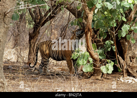 L'inhalation de tigre pour l'odeur de tout intrus à Ranthambhore National Park, Inde Banque D'Images