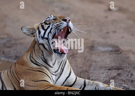 Bâillements Tigre de large et montre ses canines à Ranthambhore National Park, Inde Banque D'Images