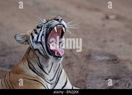 Bâillements Tigre de large et montre ses canines à Ranthambhore National Park, Inde Banque D'Images