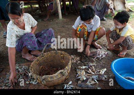 Le Myanmar. La Birmanie. Visite du village de Tübingen Gyi dans l'Ayeryarwady delta. Cyclone Nargis : conséquences Banque D'Images