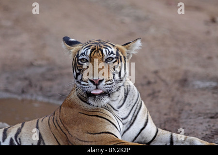 Portrait du tigre. Photo prise dans le Parc National de Ranthambhore, Inde Banque D'Images