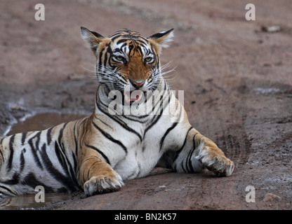 Portrait du tigre. Photo prise dans le Parc National de Ranthambhore, Inde Banque D'Images