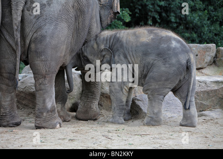 Éléphant d'Asie (Elephas maximus), vache avec jeune animal Banque D'Images